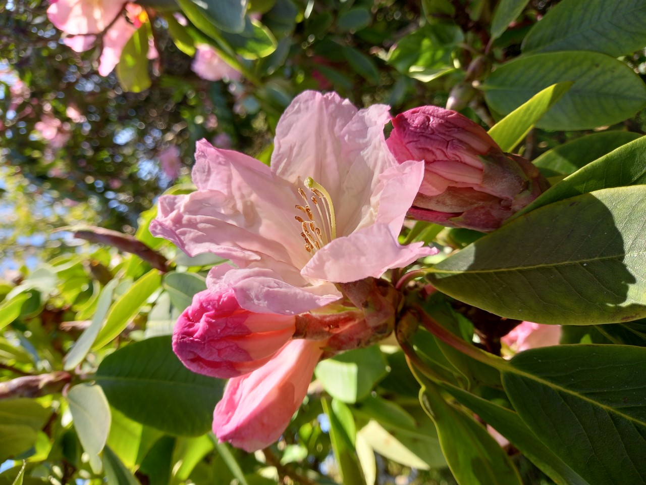 Unknown hybrid (possibly Loderi Group)